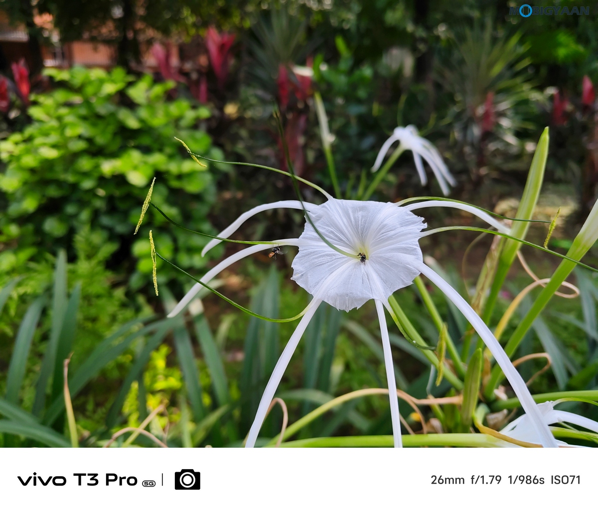 vivo T3 Pro 5G Review Camera Samples 8