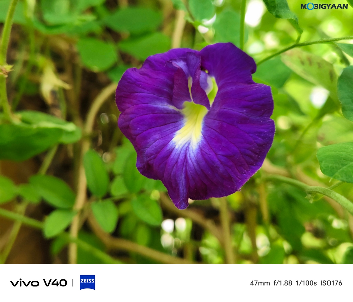 vivo V40 Review Camera Samples 10