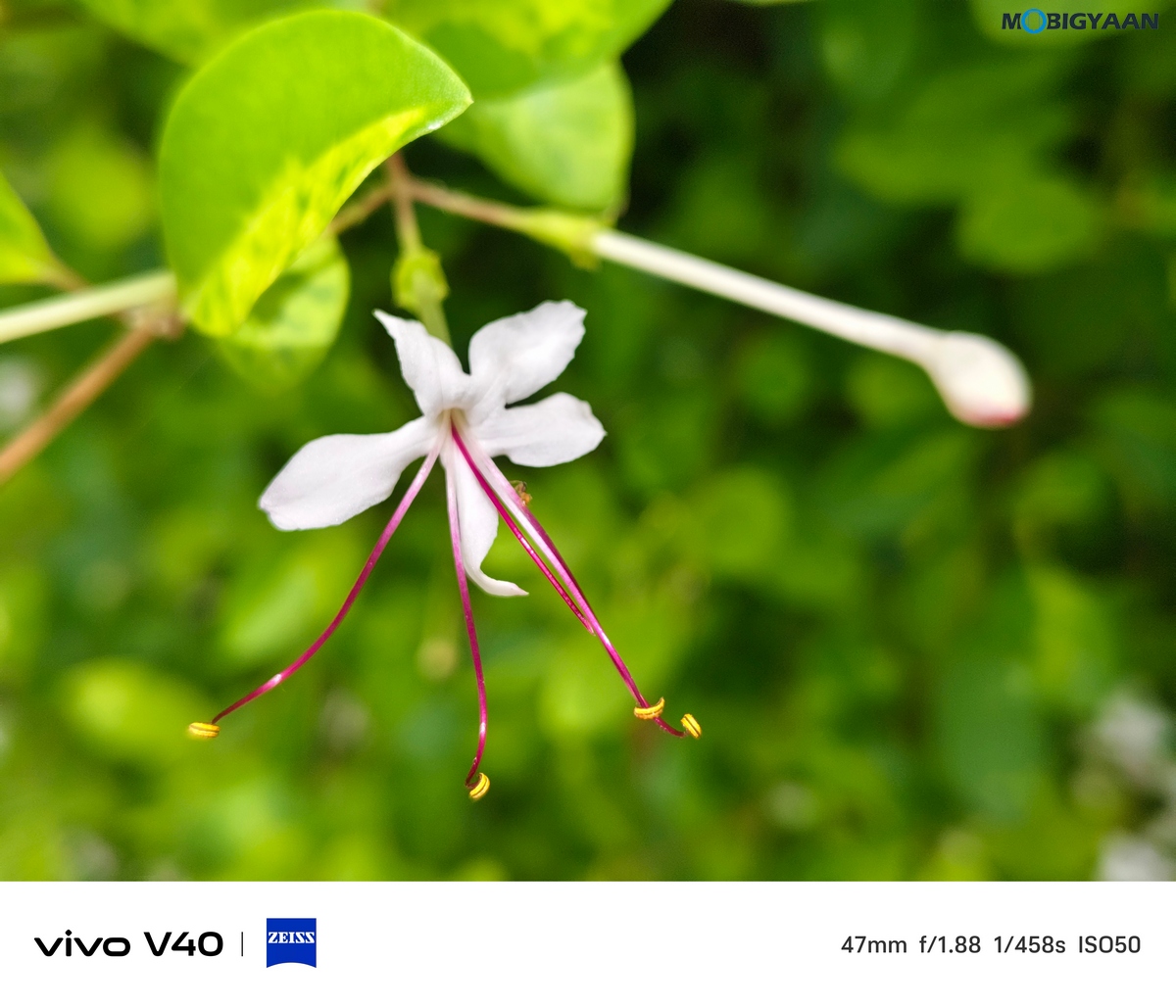 vivo V40 Review Camera Samples 12