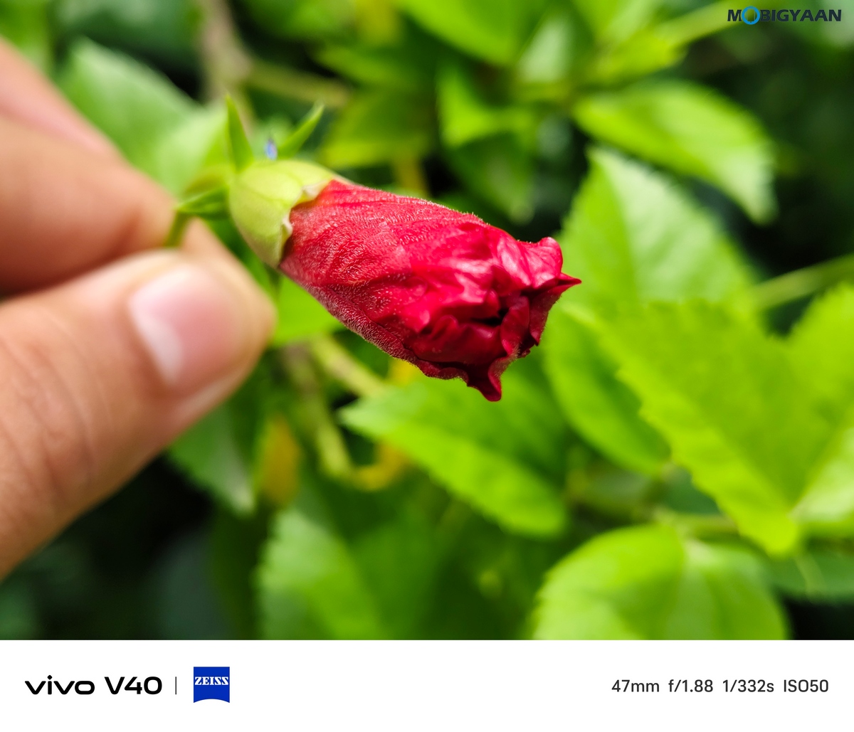 vivo V40 Review Camera Samples 13