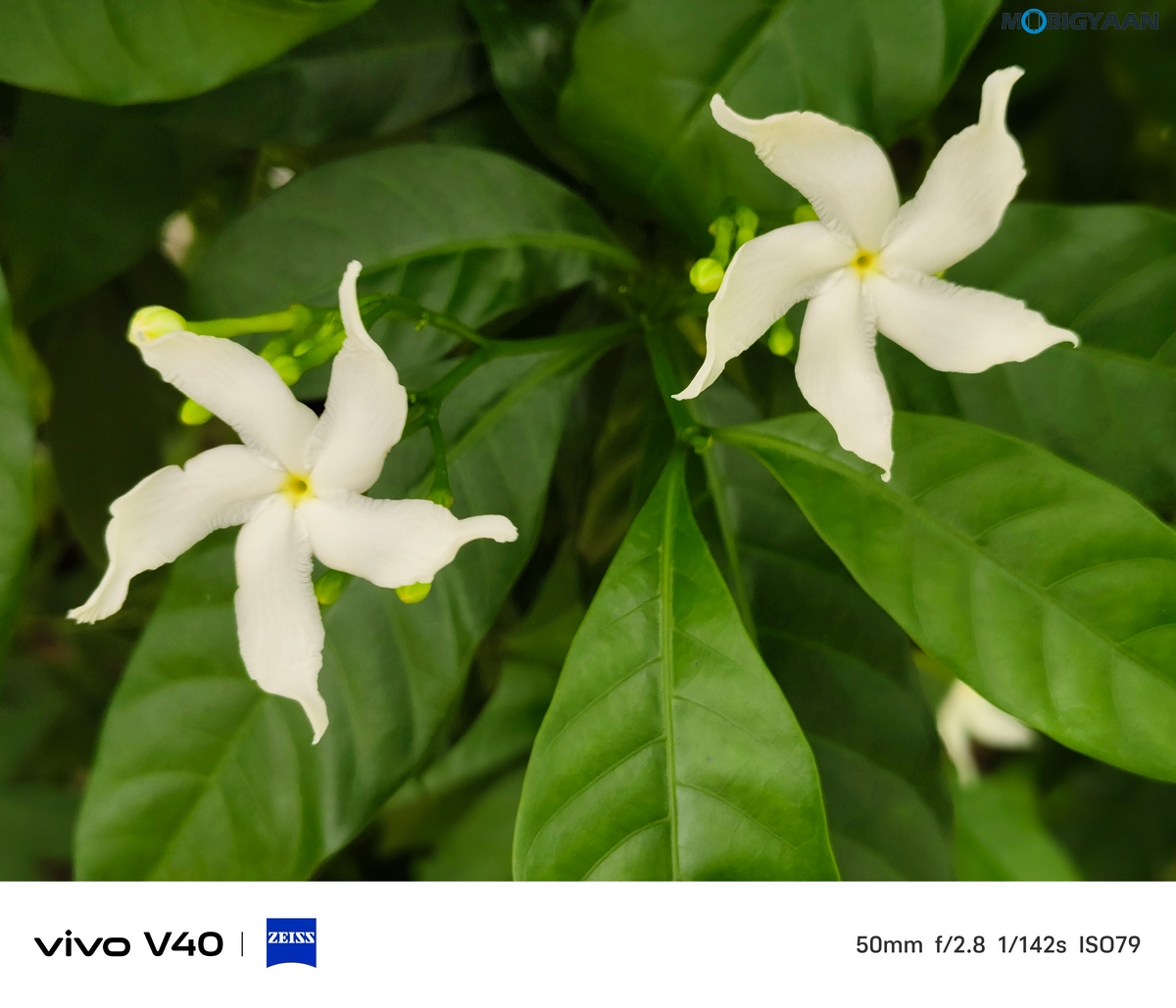 vivo V40 Review Camera Samples 15