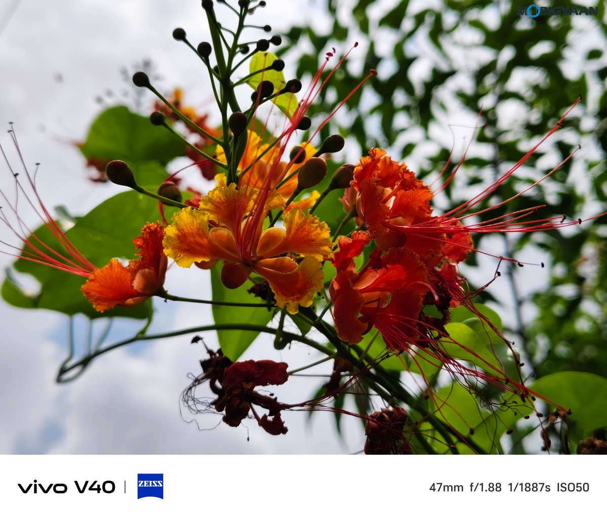 vivo V40 Review Camera Samples 16