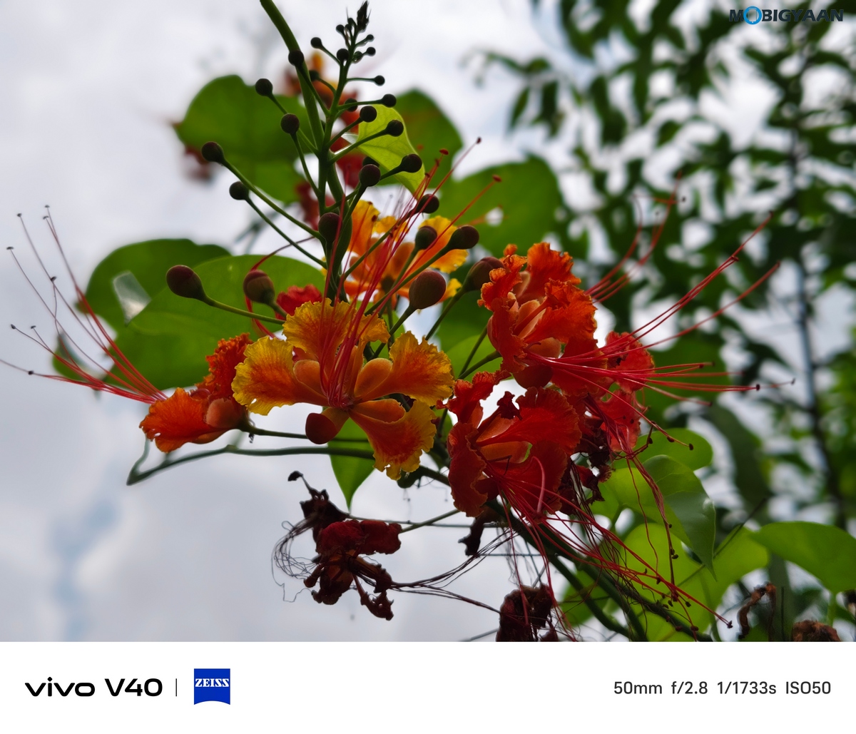 vivo V40 Review Camera Samples 17