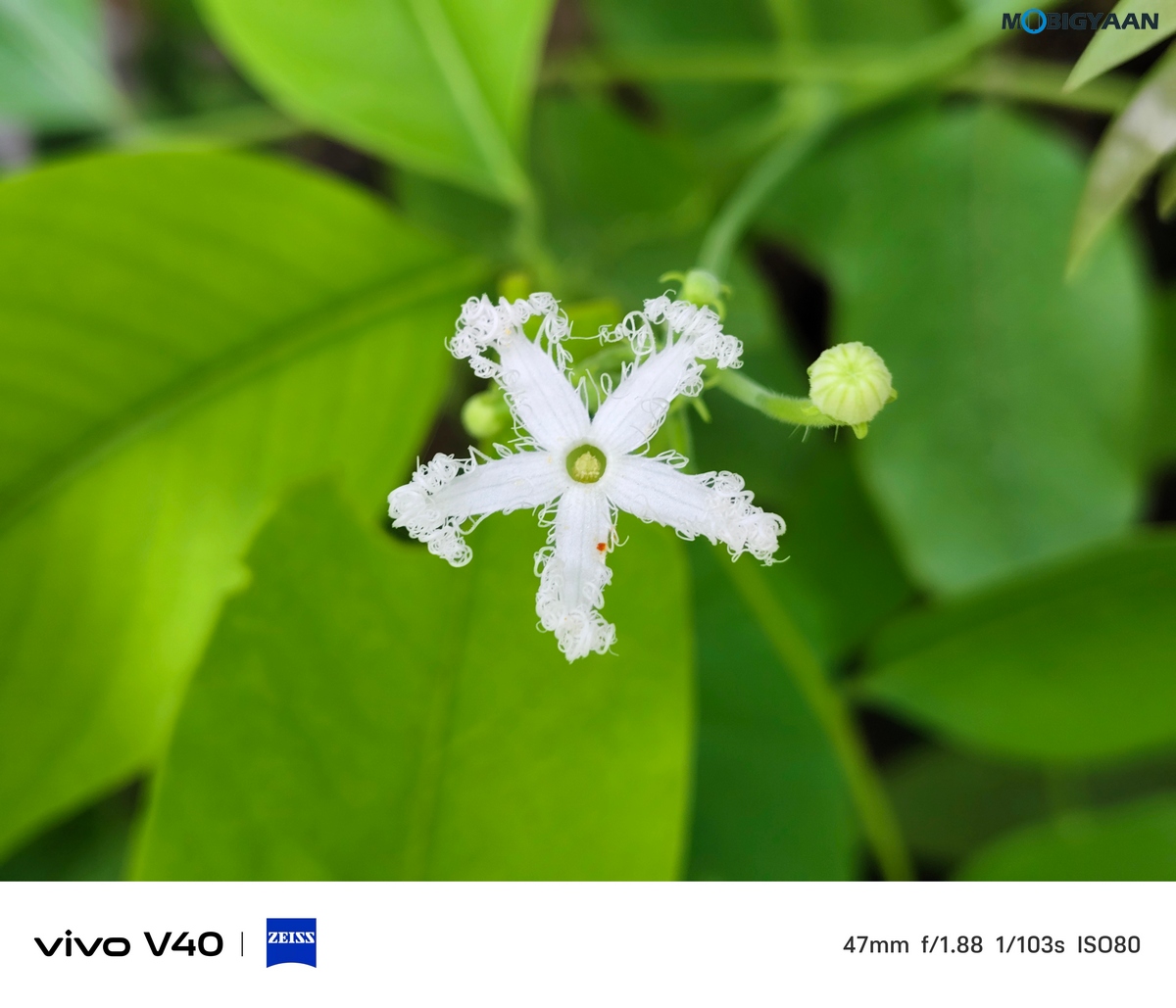 vivo V40 Review Camera Samples 2