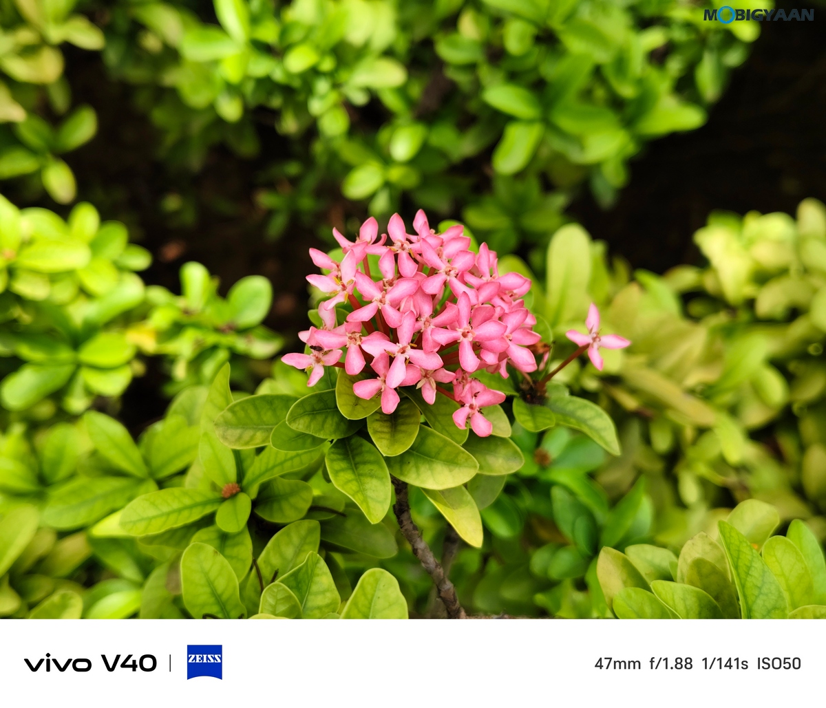 vivo V40 Review Camera Samples 29