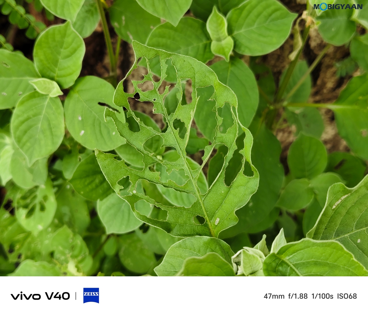 vivo V40 Review Camera Samples 5