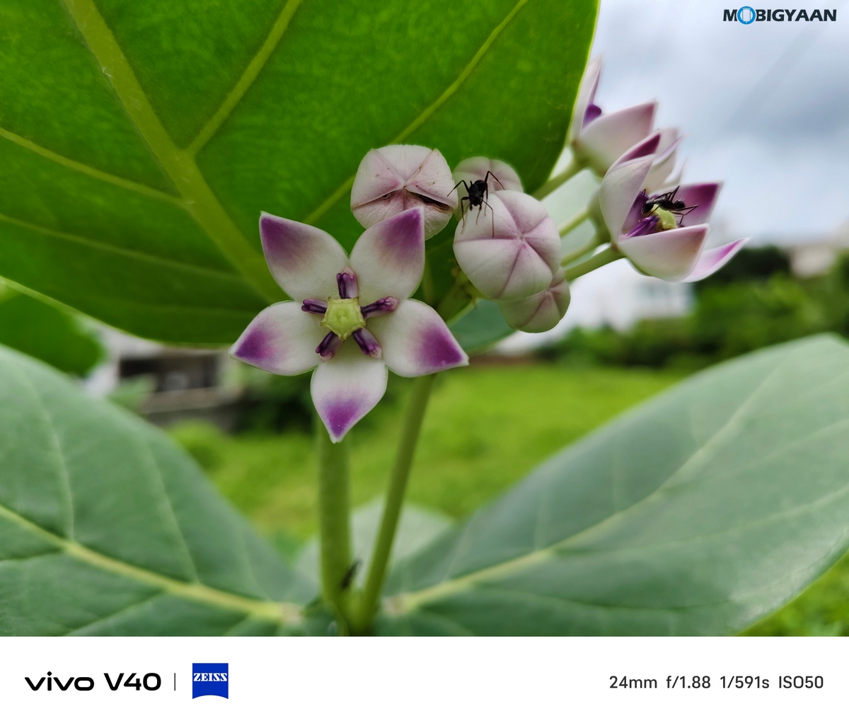 vivo V40 Review Camera Samples 7