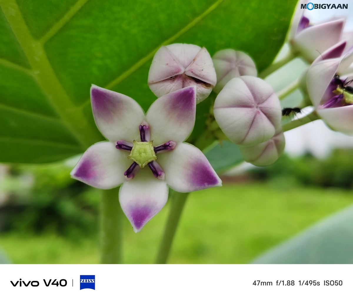 vivo V40 Review Camera Samples 8