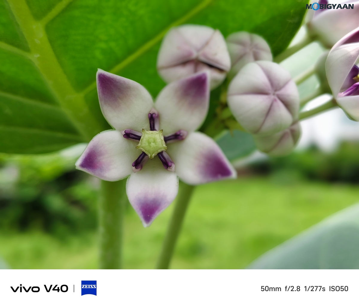 vivo V40 Review Camera Samples 9