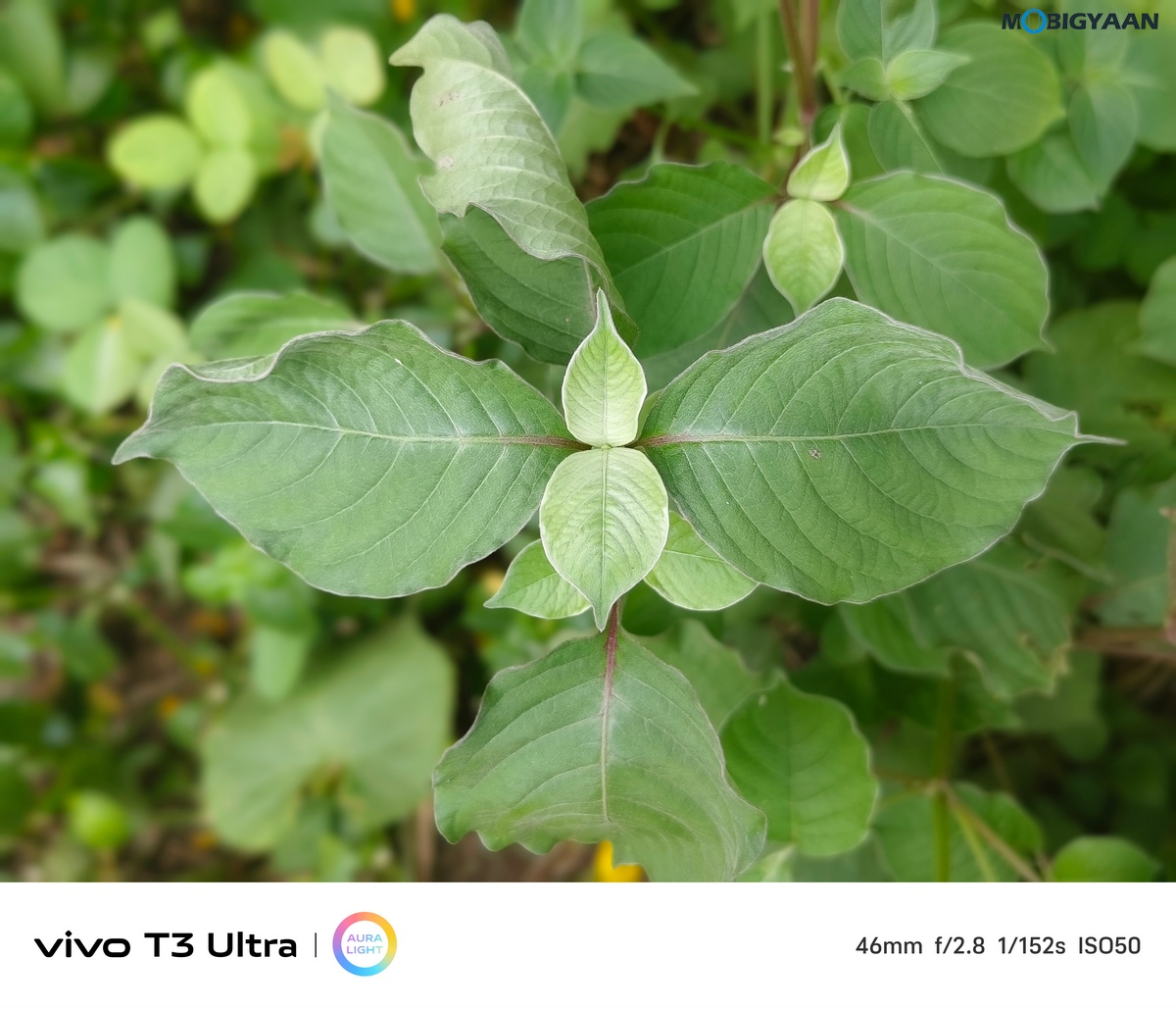 vivo T3 Ultra Review Camera Samples 1