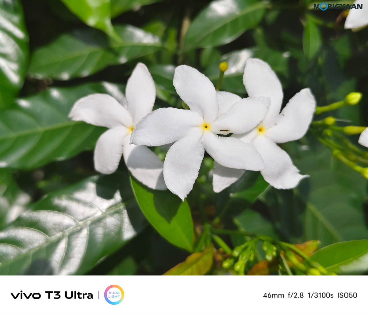 vivo T3 Ultra Review Camera Samples 11