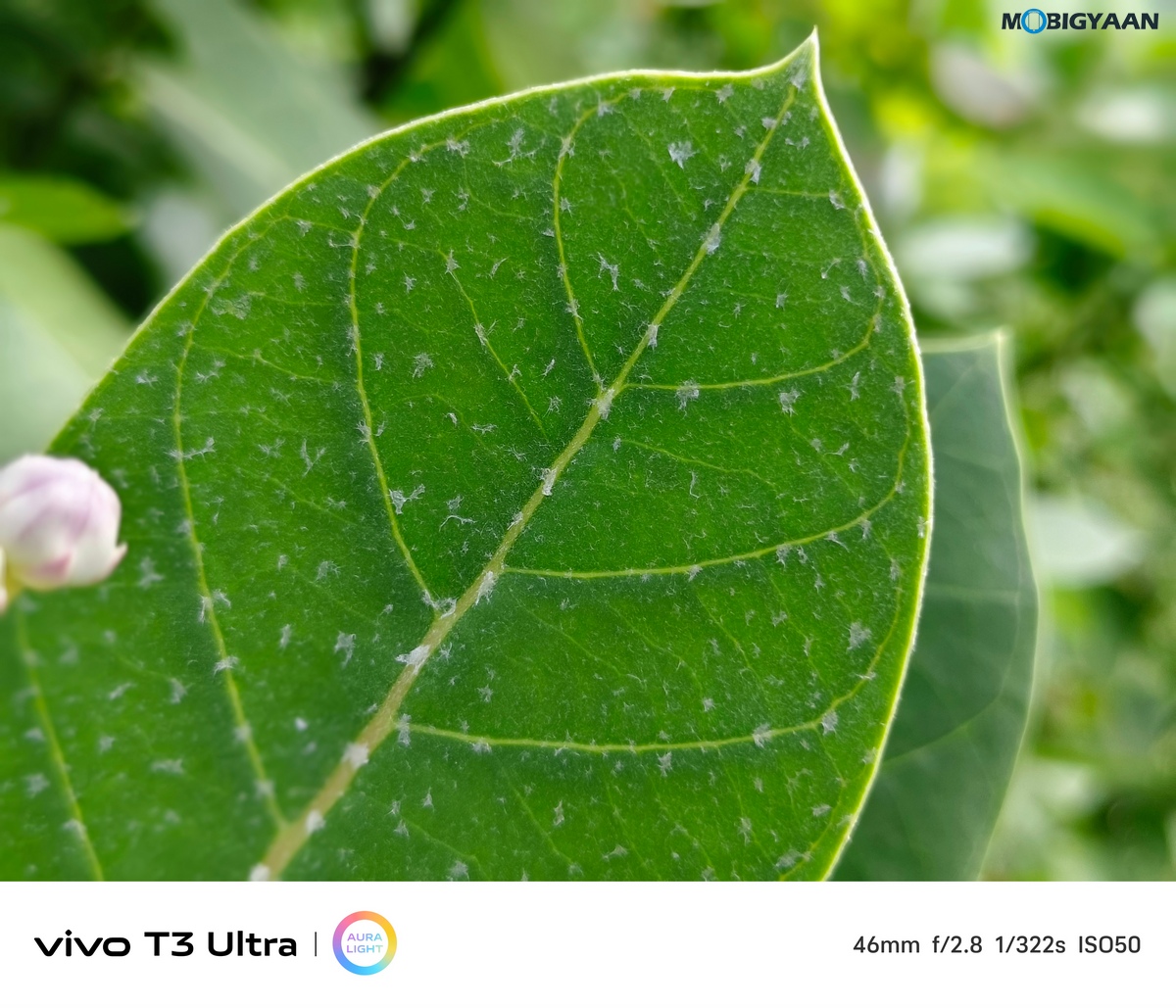 vivo T3 Ultra Review Camera Samples 16