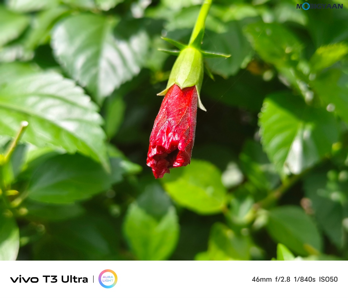 vivo T3 Ultra Review Camera Samples 4