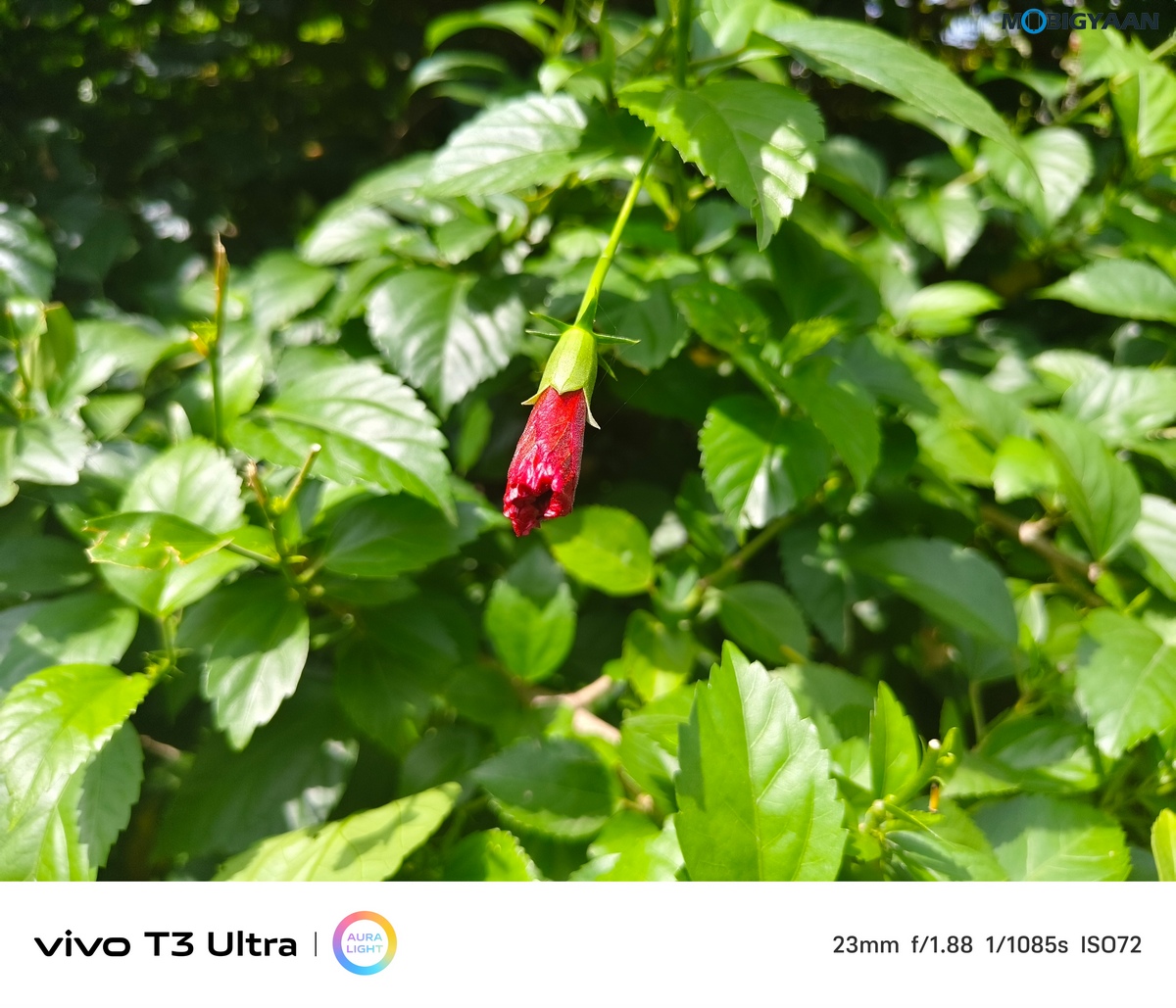 vivo T3 Ultra Review Camera Samples 6