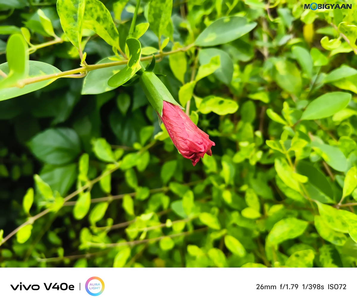 vivo V40e Review Camera Samples 3