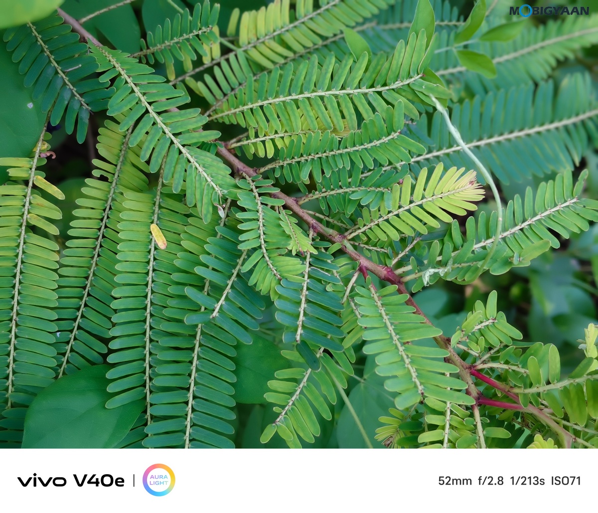 vivo V40e Review Camera Samples 8