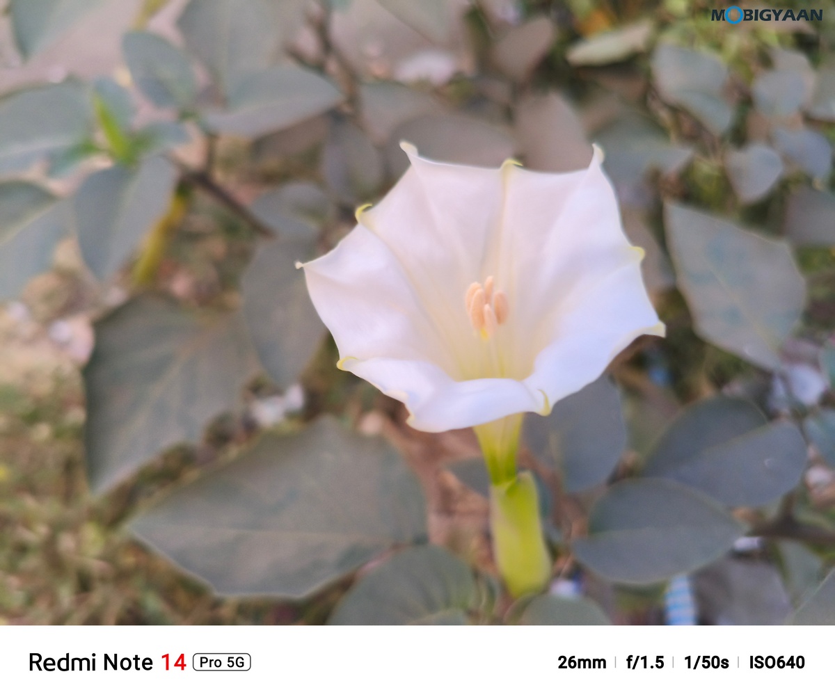 Redmi Note 14 Pro 5G Review Camera Samples 13