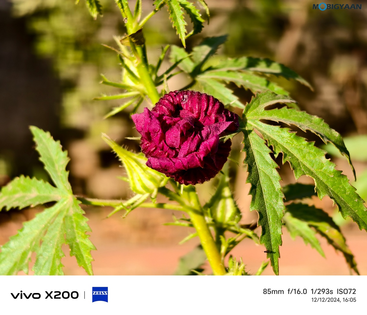 vivo X200 Review Camera Samples 20