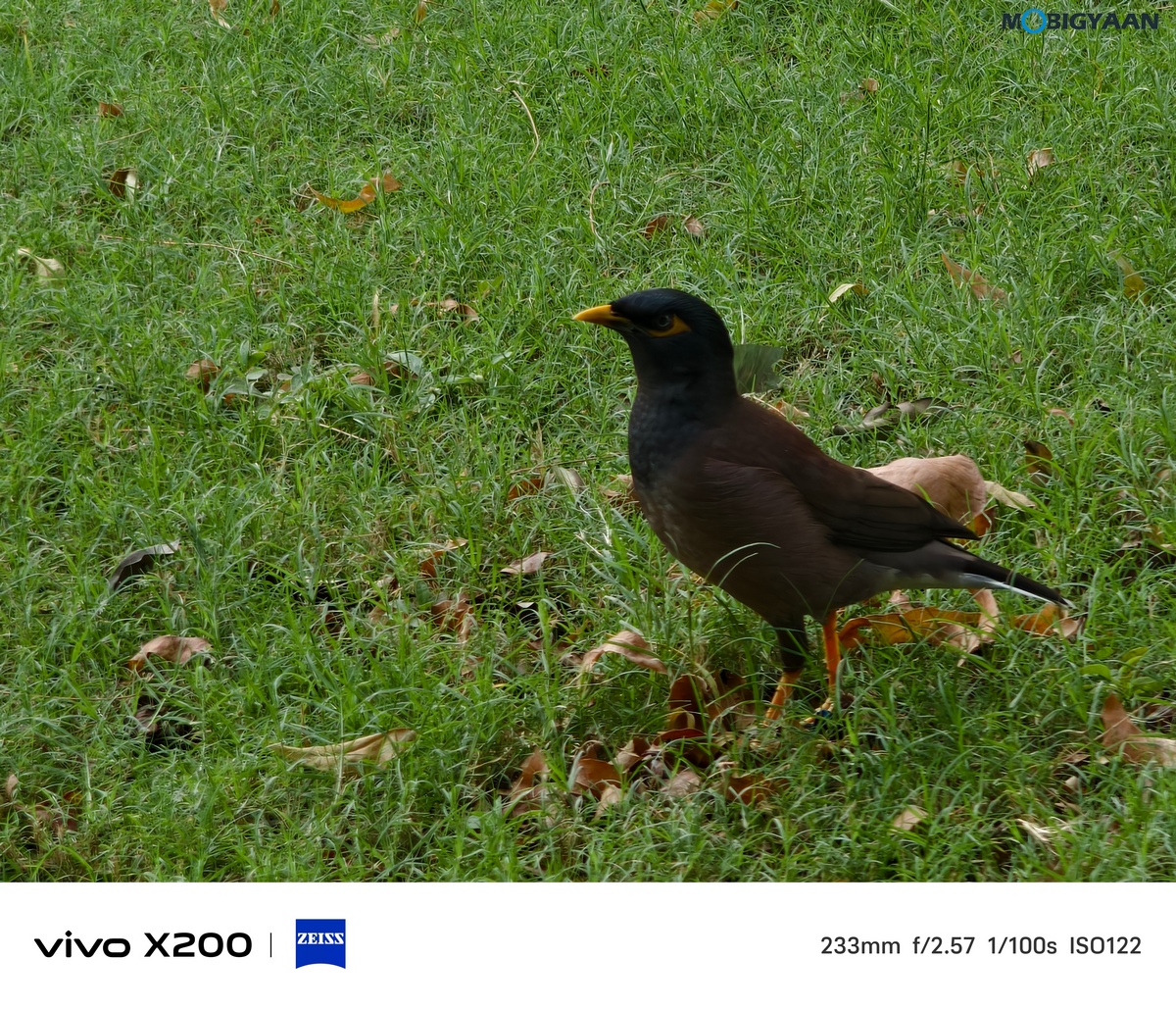 vivo X200 Review Camera Samples 24