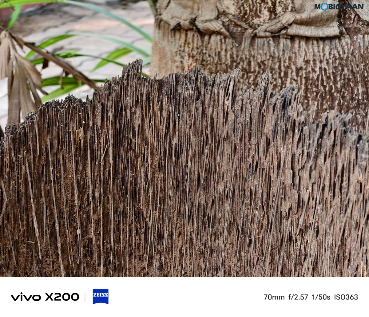 vivo X200 Review Camera Samples 29