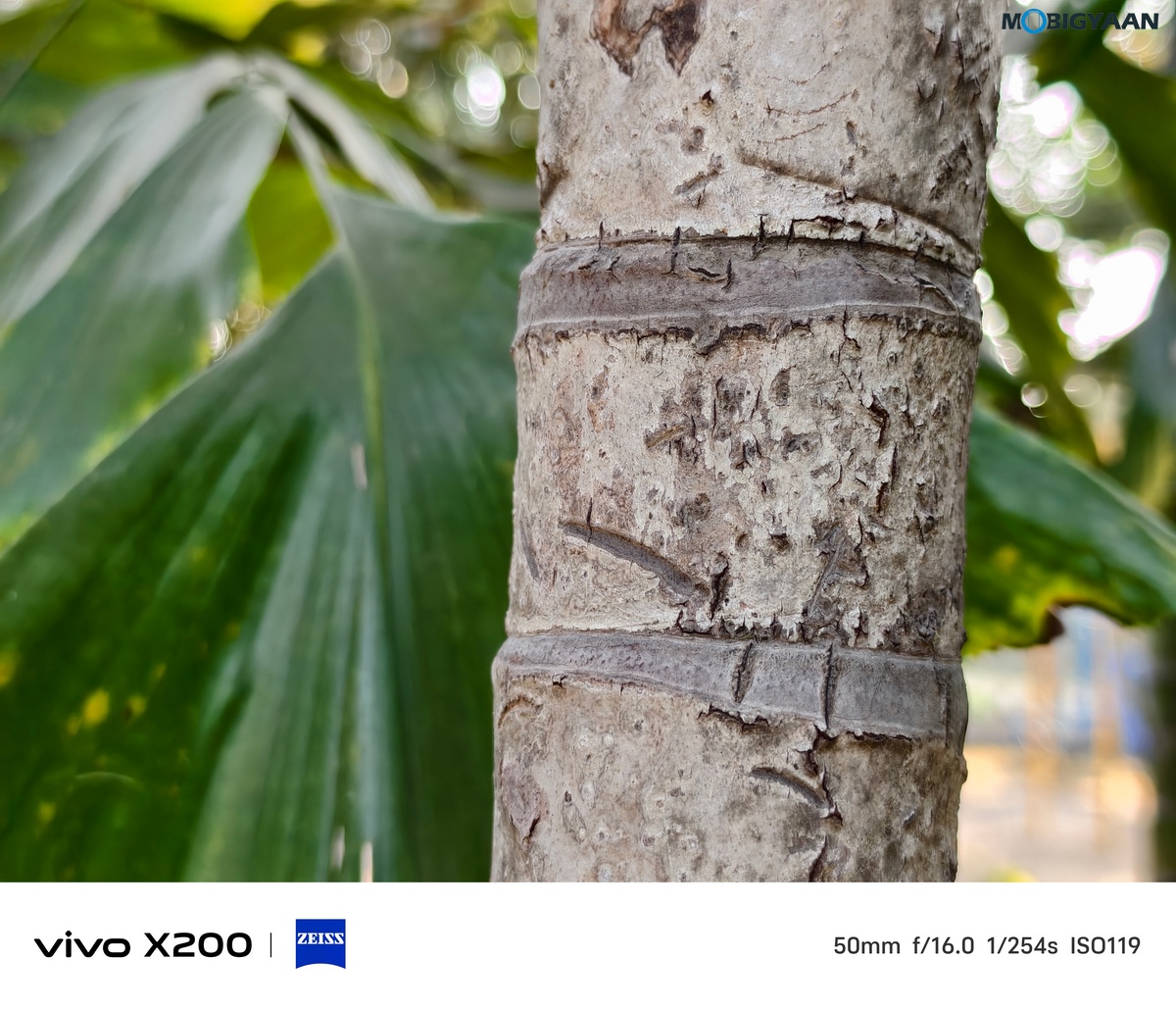 vivo X200 Review Camera Samples 32