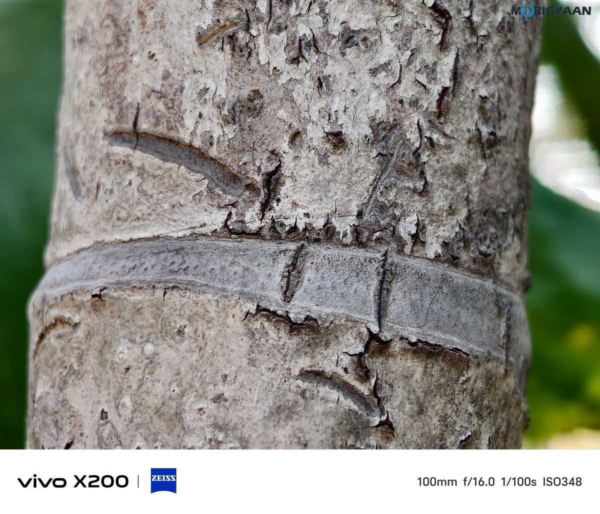 vivo X200 Review Camera Samples 33