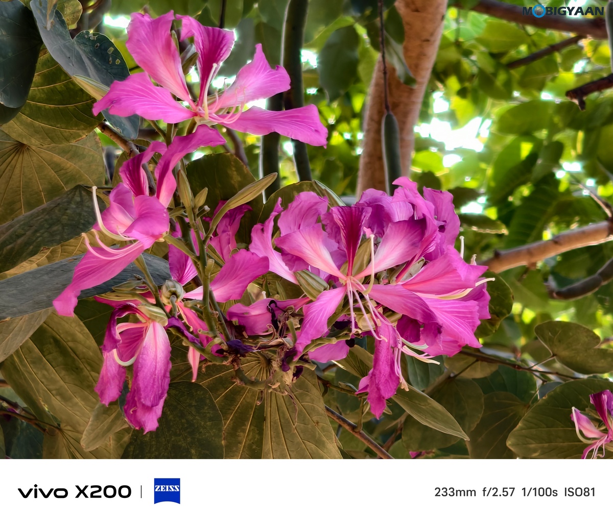 vivo X200 Review Camera Samples 35