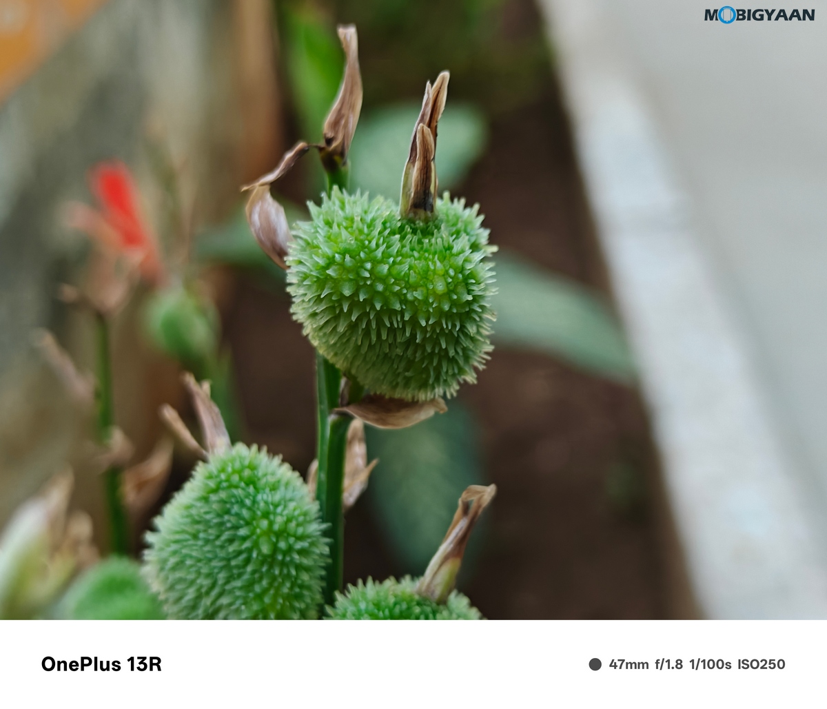 OnePlus 13R Review Camera Samples 23